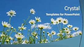  Presentation with blue flower - Beautiful slide deck featuring daisy flower - white daisies on blue sky backdrop and a teal colored foreground