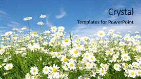  Presentation with blue flower - Audience pleasing PPT theme consisting of daisy flower - white daisies on blue sky backdrop and a teal colored foreground