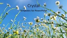  Presentation with blue plain - Slides having daisy flower and blue background and a  colored foreground