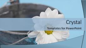  Presentation with chrysanthemum - Audience pleasing slides consisting of daisy flower in a bucket backdrop and a light blue colored foreground