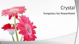  Presentation with gerbera daisy - Slide set featuring daisy flower gerbera bouquet background and a white colored foreground