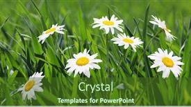  Presentation with daisy - Beautiful presentation theme featuring daisy-flower-in-green-grass backdrop and a tawny brown colored foreground