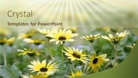  Presentation with daisy - PPT layouts with daisy flower background and a soft green colored foreground