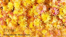  Presentation with bright yellow - Theme having daisy-flowers-bright-floral-background background and a gold colored foreground