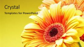  Presentation with daisy - Audience pleasing presentation theme consisting of daisy flowers close up backdrop and a yellow colored foreground
