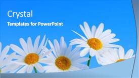  Presentation with daisy - Amazing slides having daisy flowers in a row on light blue background backdrop and a gray colored foreground