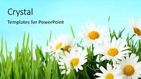  Presentation with white flowers - Amazing slides having daisy flowers in green grass backdrop and a white colored foreground