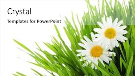  Presentation with lime green and white flower - PPT theme featuring vintage inscription made by old typewriter i'm amazing background and a gray colored foreground