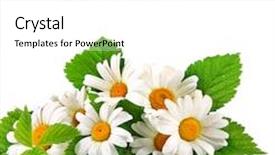  Presentation with daisy - Beautiful presentation featuring daisy flowers in white background selective dof backdrop and a white colored foreground