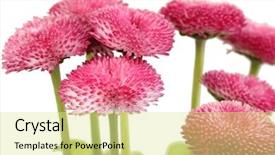  Presentation with white flowers - Cool new presentation theme with daisy flowers isolated on white backdrop and a blonde colored foreground