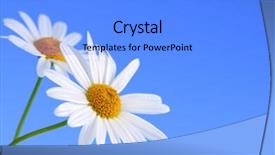  Presentation with daisy - PPT layouts consisting of daisy flowers macro on light blue background background and a light blue colored foreground