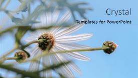  Presentation with daisy - Presentation theme enhanced with daisy-flowers-over-blue-sky background and a light blue colored foreground