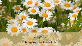  Presentation with daisy - Colorful PPT layouts enhanced with daisy flowers backdrop and a yellow colored foreground