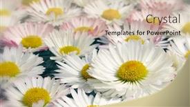  Presentation with daisy - PPT layouts enhanced with daisy flowers background and a soft green colored foreground