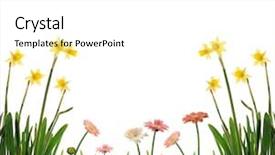  Presentation with spring flowers on textured - Presentation with daisy grass - flowers on spring meadow background and a white colored foreground