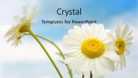  Presentation with daisy - Beautiful slides featuring flowering chamomile blooming chamomile field - daisy in sky backdrop and a light blue colored foreground