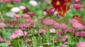  Presentation with daisy - Amazing presentation having daisy-in-the-garden backdrop and a coral colored foreground