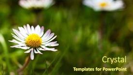  Presentation with daisy - 