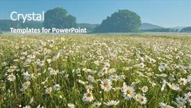  Presentation with daisy - PPT theme featuring daisy meadow at day nature background and a light blue colored foreground