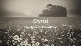  Presentation with nature art - Beautiful presentation design featuring daisy meadow on foggy morning backdrop and a gray colored foreground