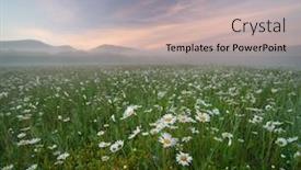  Presentation with daisy - Colorful presentation theme enhanced with daisy-meadow-on-foggy-morning backdrop and a mint green colored foreground