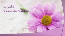  Presentation with wood rustic - Cool new presentation theme with daisy-on-rustic-wood-background backdrop and a lemonade colored foreground