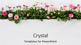  Presentation with gerbera daisy pink flower - Colorful presentation enhanced with daisy pink spring time flowers backdrop and a white colored foreground