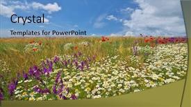  Presentation with nature meadow baby and child - Theme with daisy spring meadow and wheat background and a teal colored foreground