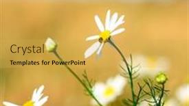  Presentation with daisy - 