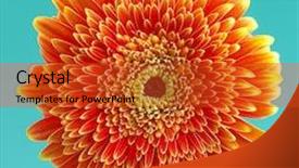  Presentation with daisy - Cool new presentation theme with word success in the middle backdrop and a coral colored foreground