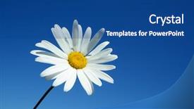  Presentation with sky - Audience pleasing presentation theme consisting of daisywheel - camomile on a background backdrop and a  colored foreground