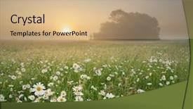  Presentation with nature meadow baby and child - Theme having daisywheel - daisy meadow on foggy morning background and a coral colored foreground