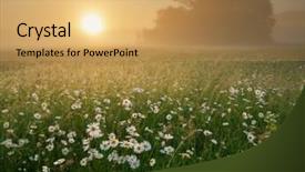 Presentation with foggy - Cool new presentation with daisywheel - daisy on foggy morning nature backdrop and a yellow colored foreground