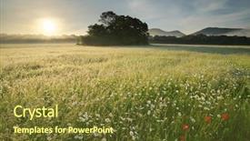  Presentation with foggy - Colorful slide deck enhanced with daisywheel - spring daisy flowers at motning backdrop and a tawny brown colored foreground