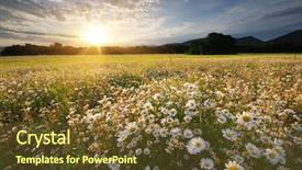 Presentation with beautiful landscapes - Cool new PPT theme with daisywheel - spring daisy flowers in meadow backdrop and a tawny brown colored foreground