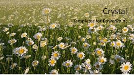  Presentation with spring flowers on textured - Cool new PPT layouts with daisywheel - spring daisy flowers texture nature backdrop and a yellow colored foreground