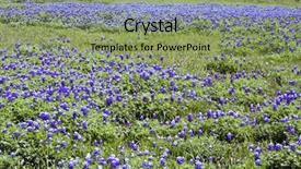  Presentation with corn field circles - Cool new slides with dallas - field of bluebonnets backdrop and a seafoam green colored foreground