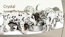  Presentation with eating - Slides with dalmatian and beagle puppies eat background and a soft green colored foreground