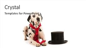  Presentation with white wedding - Presentation enhanced with dalmatian dog as groom for the wedding isolated over white background background and a white colored foreground