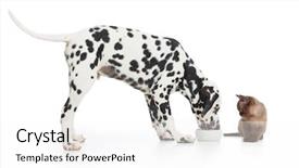  Presentation with kitten - Audience pleasing PPT theme consisting of dalmatian dog eating from bowl backdrop and a white colored foreground