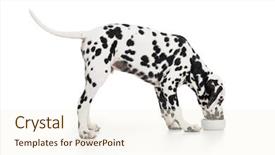  Presentation with dog - Amazing slide set having dalmatian dog side view eating backdrop and a cream colored foreground