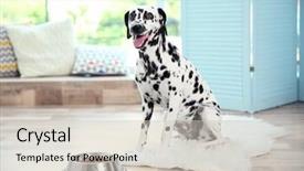  Presentation with bowl - Beautiful slide deck featuring dalmatian dog with his bowl backdrop and a soft green colored foreground