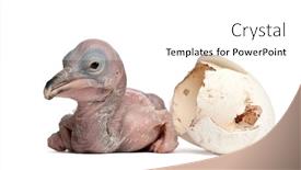  Presentation with next - Amazing slide set having dalmatian-pelican-pelecanus-crispus-48 backdrop and a white colored foreground