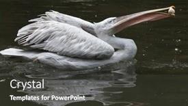  Presentation with juggling - Slides enhanced with dalmatian pelican pelecanus crispus juggling stone wildlife animal background and a dark gray colored foreground