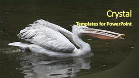  Presentation with juggling - Amazing slide deck having dalmatian pelican pelecanus crispus juggling stone wildlife animal backdrop and a tawny brown colored foreground