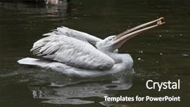  Presentation with juggling - Slides enhanced with dalmatian pelican pelecanus crispus juggling stone wildlife animal background and a tawny brown colored foreground