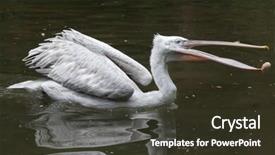  Presentation with juggling - Slide deck featuring dalmatian pelican pelecanus crispus juggling stone wildlife animal background and a tawny brown colored foreground