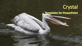  Presentation with juggling - Presentation design featuring dalmatian pelican pelecanus crispus juggling stone wildlife animal background and a tawny brown colored foreground