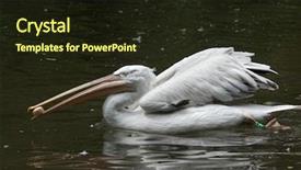  Presentation with juggling - Cool new slide set with dalmatian pelican pelecanus crispus juggling stone wildlife animal backdrop and a wine colored foreground