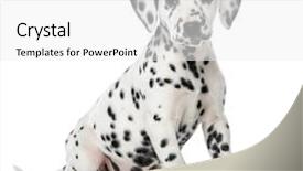  Presentation with puppy - Theme enhanced with dalmatian puppy sitting in front of a white background background and a white colored foreground